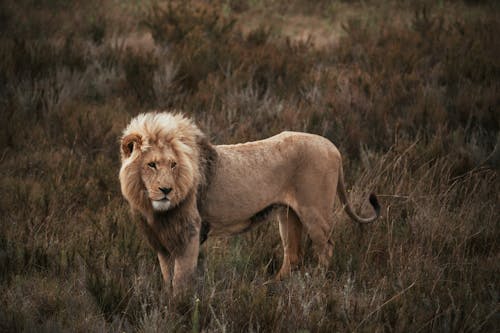 Free A Lion Standing on a Grassy Field Stock Photo