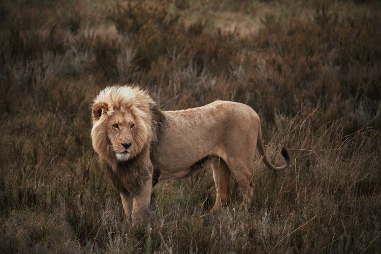 A Lion Standing On A Grassy Field