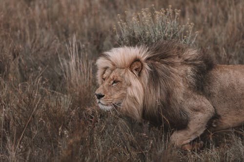 A Lion Walking on a Grassy Field