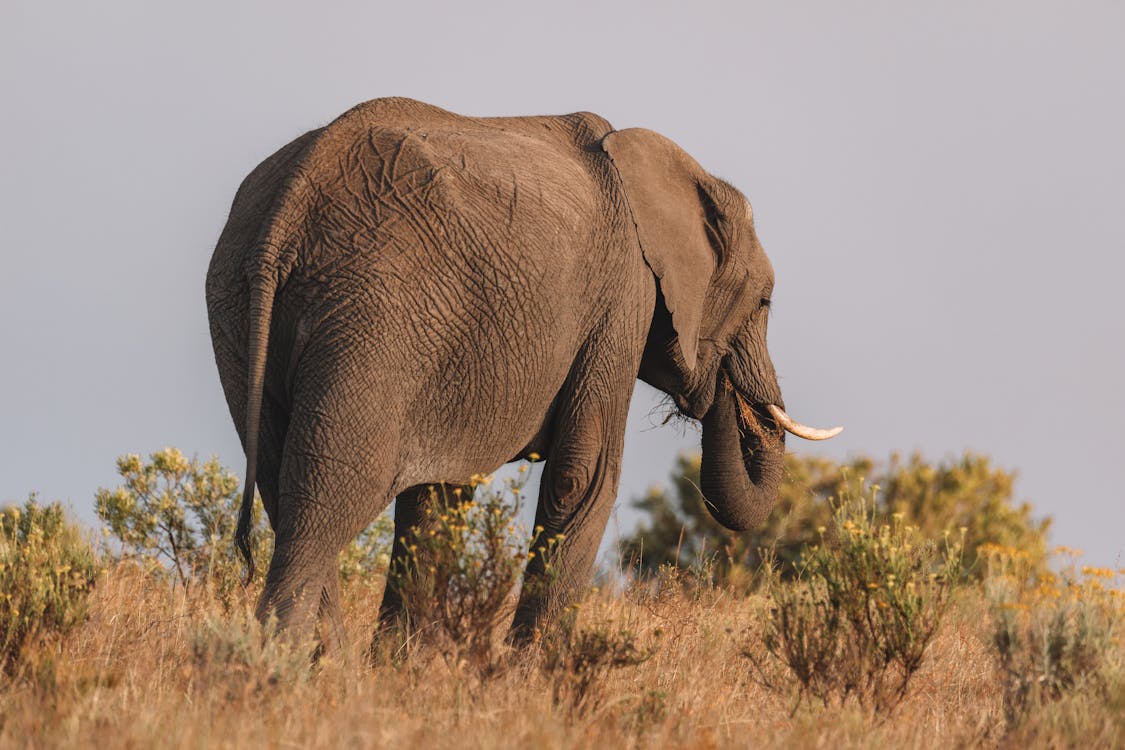 Brown Elephant on Brown Grass Field