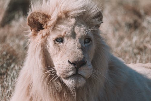 Kostnadsfri bild av djurfotografi, lejon, närbild