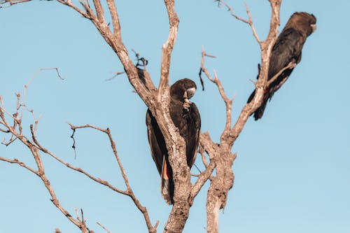 A Hawk Perched on a Tree