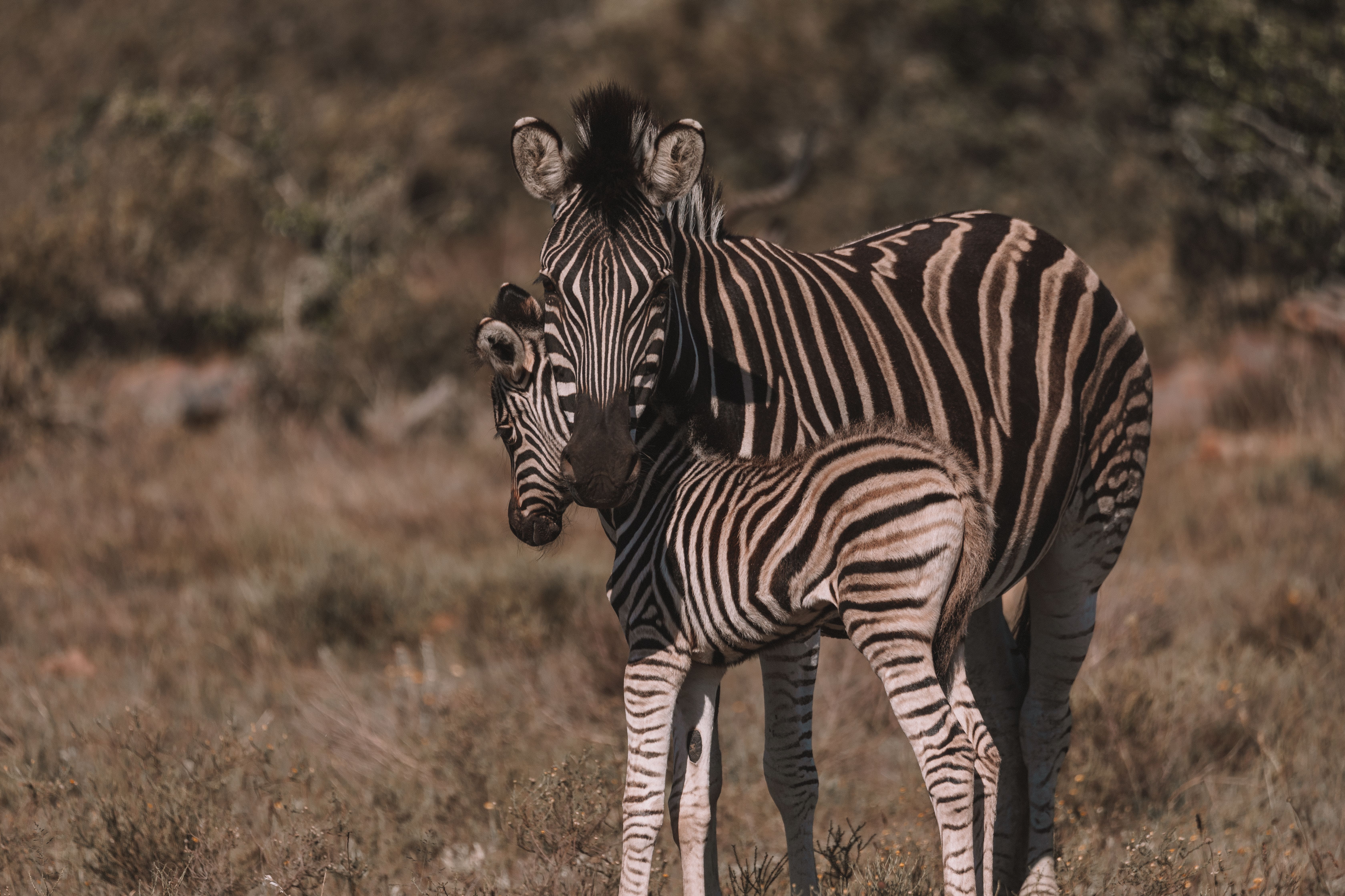 Wildlife Cams You’re Guaranteed to Love