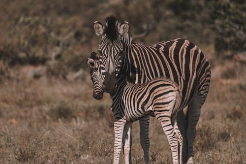 Бесплатное стоковое фото с животные, зебры, лошадиные