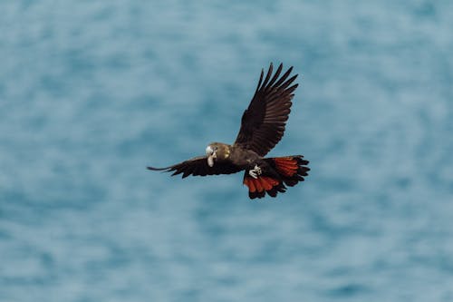 광택있는 검은 앵무새, 배경을 흐리게, 새 사진의 무료 스톡 사진