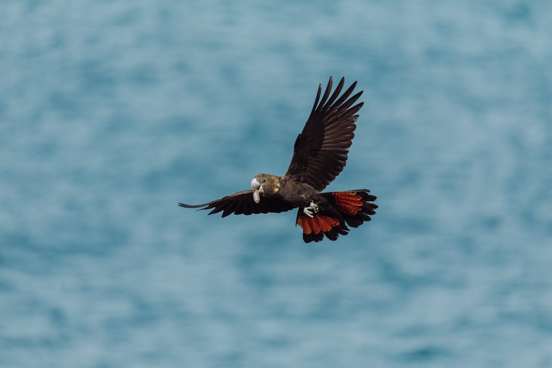 光沢のある黒いオウム, 背景をぼかした写真, 飛んでいる鳥の無料の写真素材