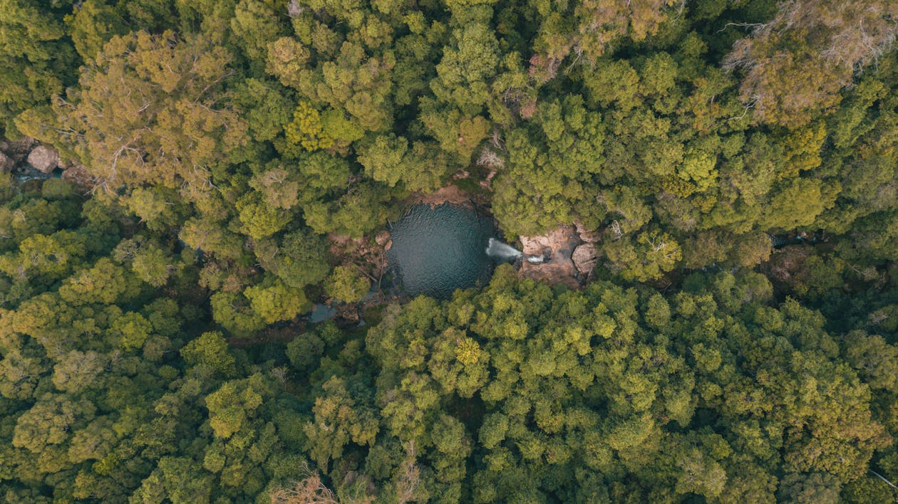 Darmowe zdjęcie z galerii z fotografia lotnicza, las, natura