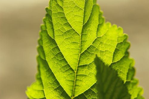 Immagine gratuita di foglia verde, foglie, macro