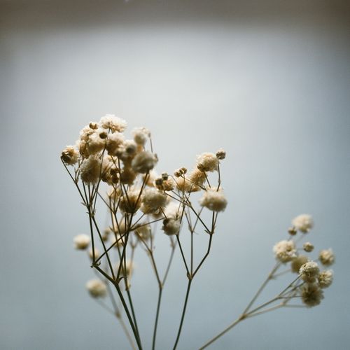 Free Close-up of baby's breath flowers captured in soft focus with gentle lighting. Stock Photo