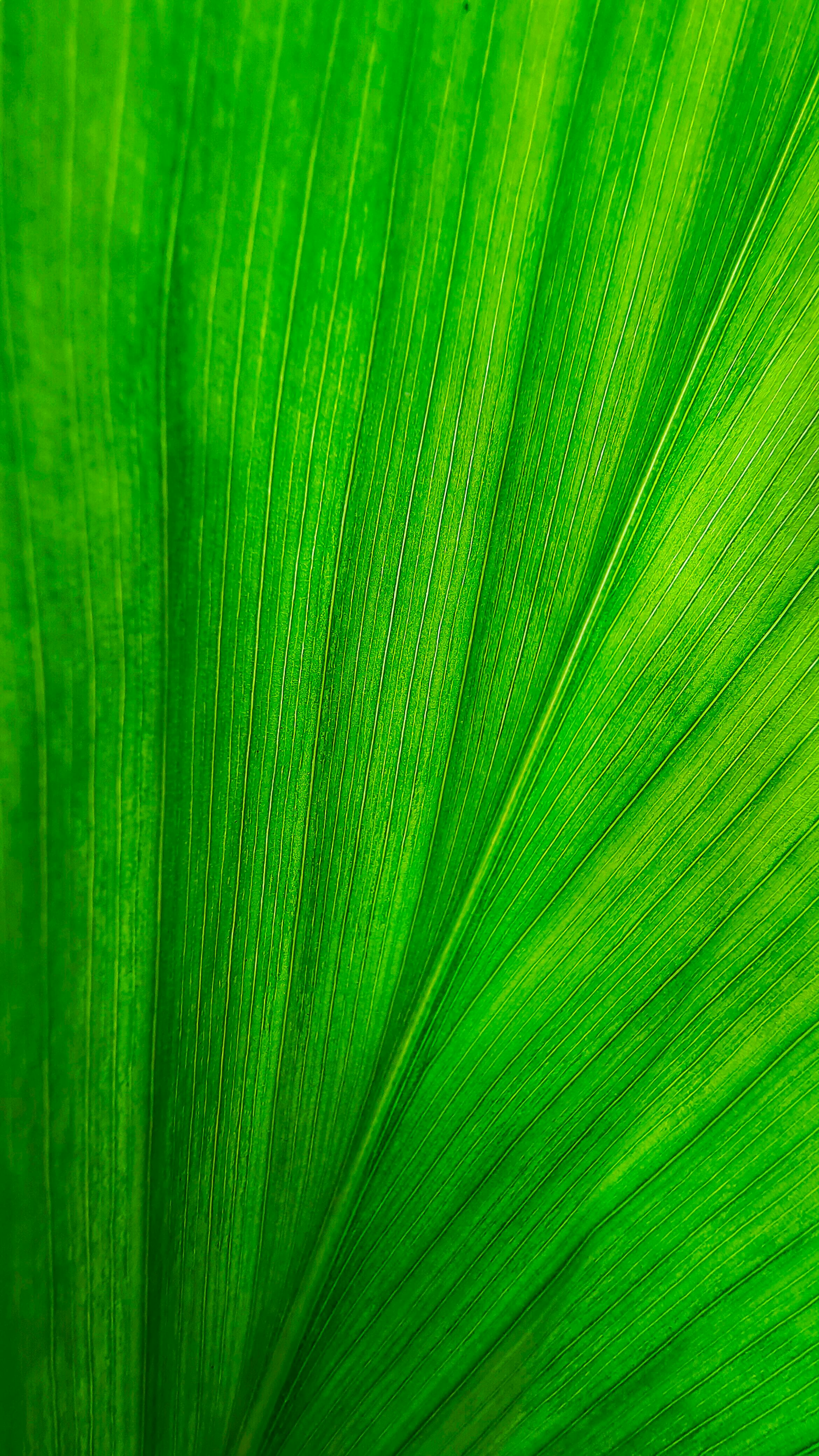 Detailed close-up of a vibrant green leaf showing intricate patterns and texture.