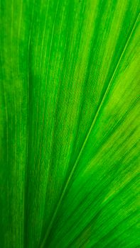 Detailed close-up of a vibrant green leaf showing intricate patterns and texture.