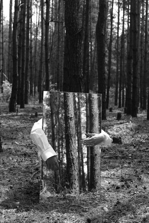 Foto profissional grátis de árvores, escala de cinza, espelho