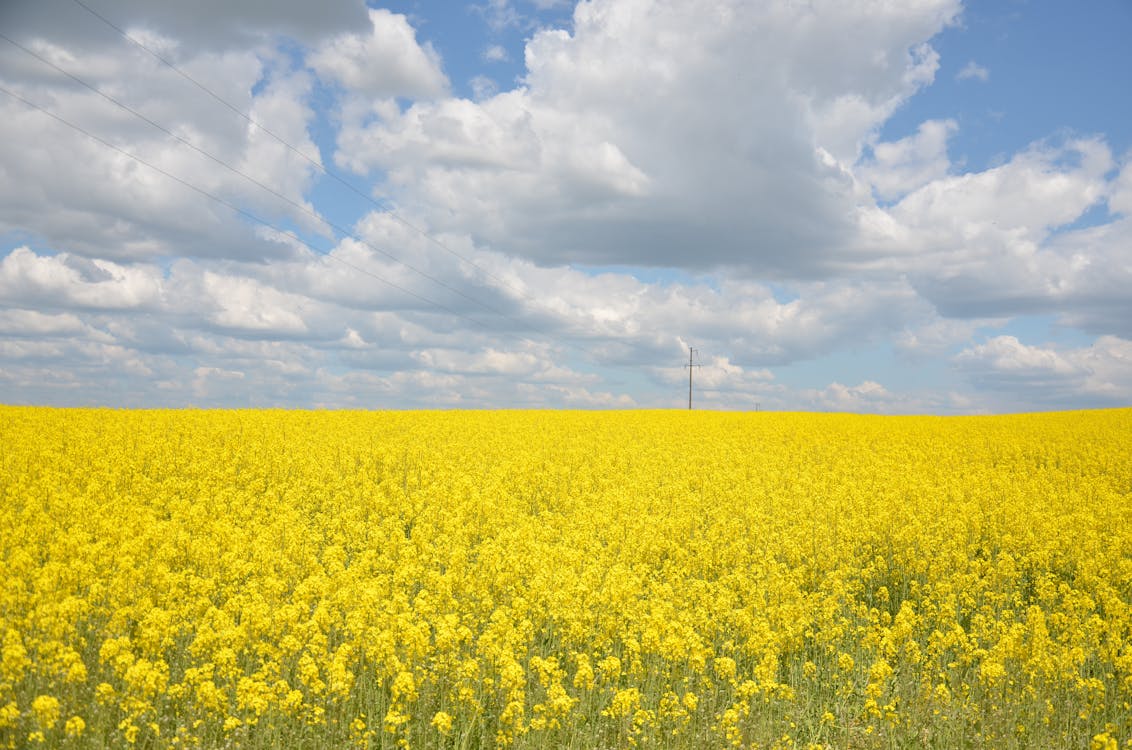 Scenic View of a Field of Yellow Flowers