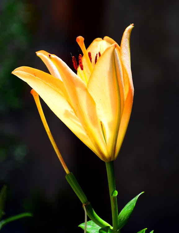 Free Close-Up Shot of a Yellow Lily in Bloom Stock Photo