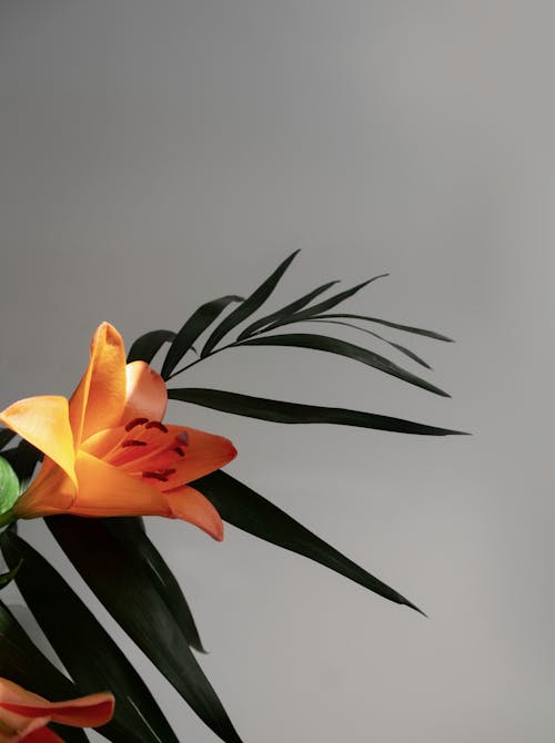 A Beautiful Orange Lily