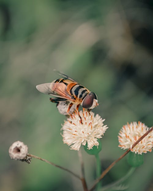 Free A Bee Pollinating a Flower Stock Photo