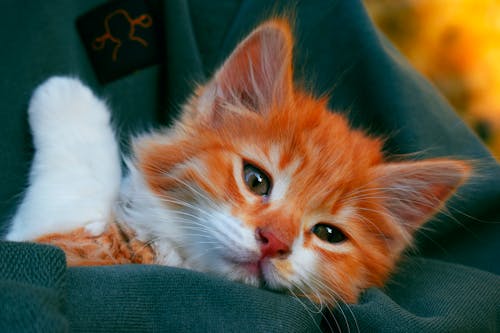 Orange Tabby Kitten Lying on Blue Textile