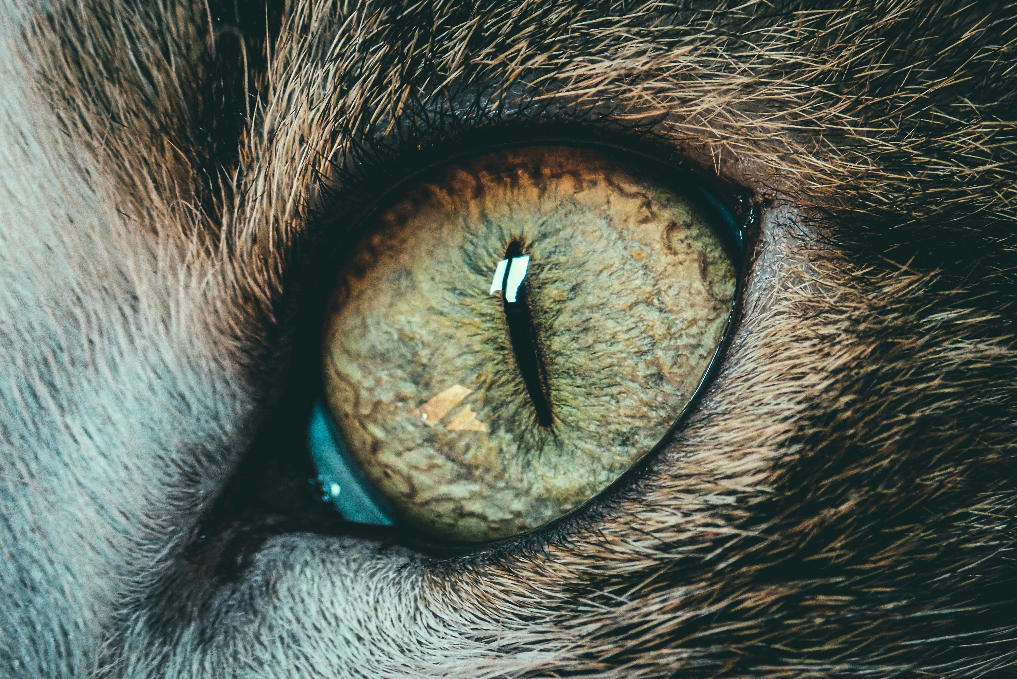 Cat Eyes Closeup Images – Browse 311,640 Stock Photos, Vectors