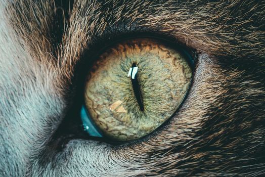 Brown and Black Animal Eye