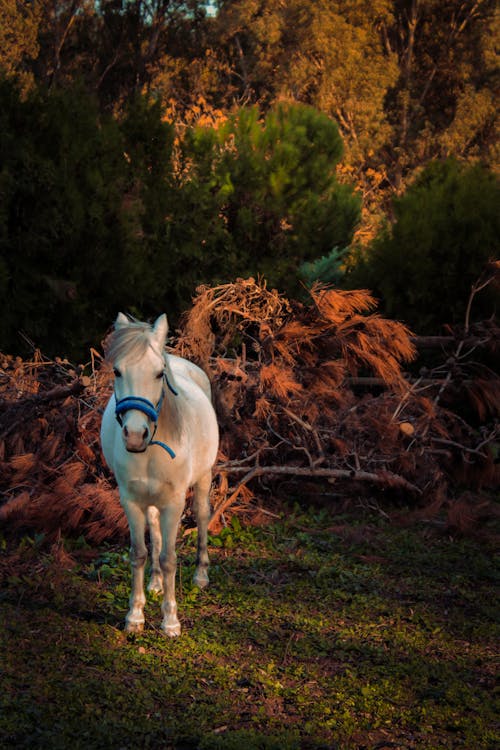 Immagine gratuita di alberi, allevamento di bestiame, animale della fattoria