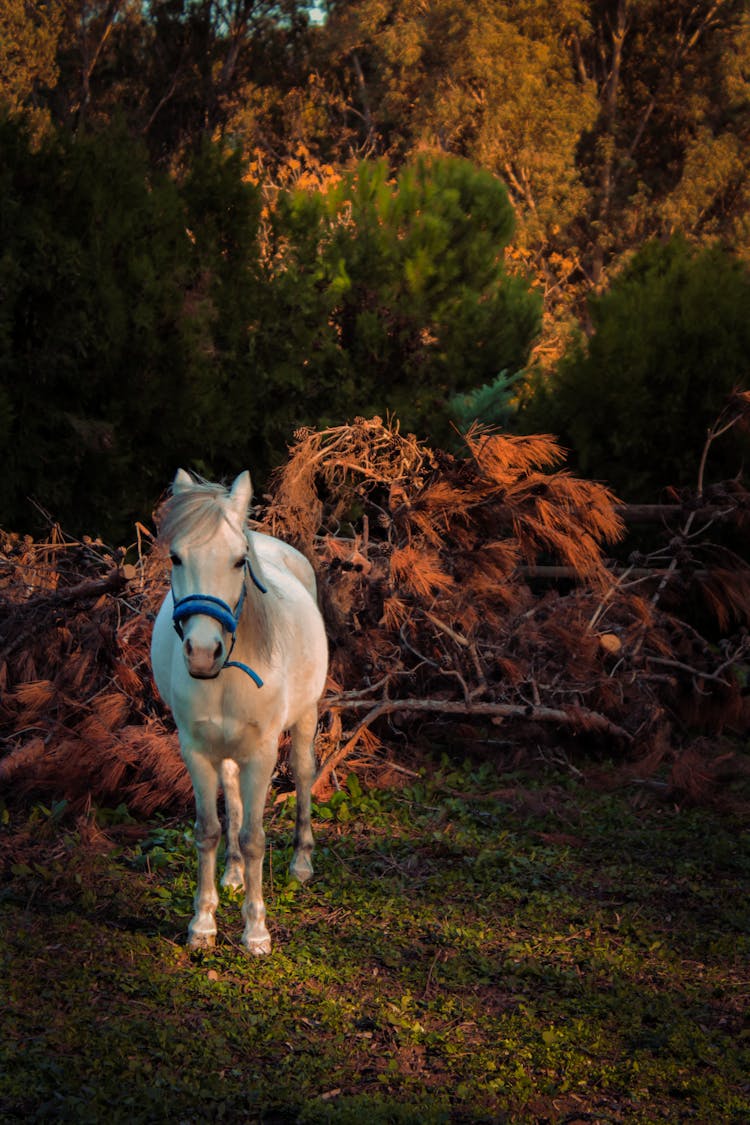 White Horse Standing Near Trees