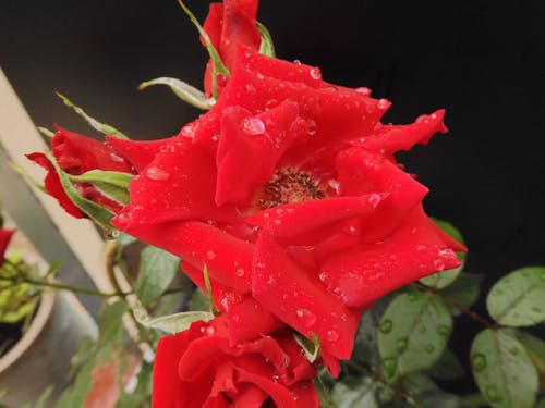 Free stock photo of red rose, rose, water droplets