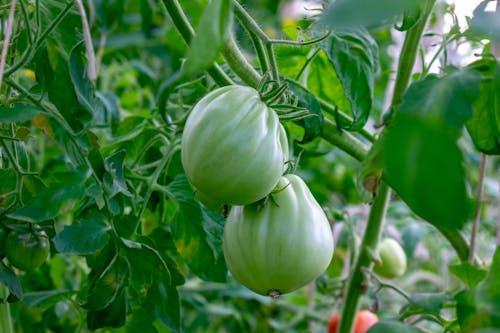 Green Tomatoes Hanging from a Plant