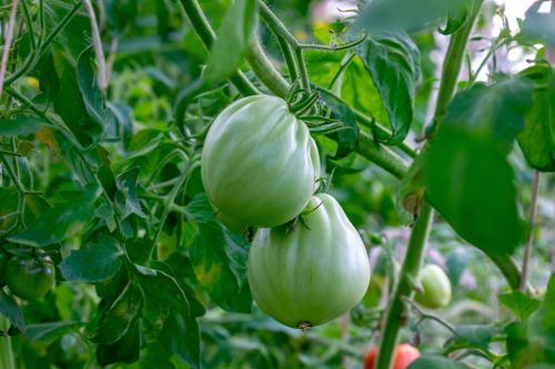 Free A detailed close-up shot of unripe green tomatoes hanging from the vine in a lush garden setting. Stock Photo