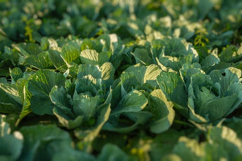 Green Cabbage in a Farm