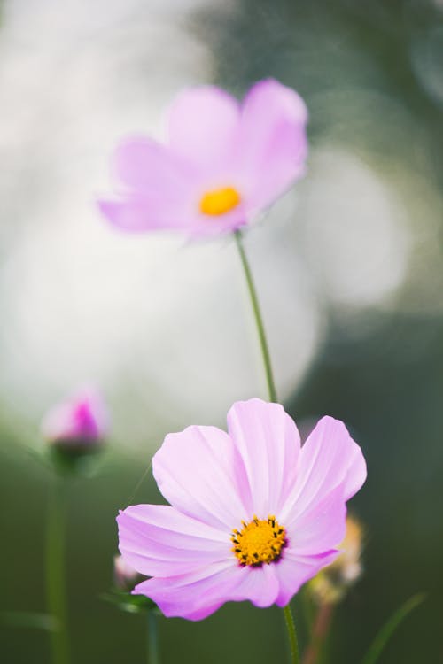 Free Close-Up Shot of Purple Cosmos in Bloom Stock Photo