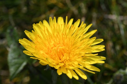Безкоштовне стокове фото на тему «жовта квітка, квітка, кульбаба»