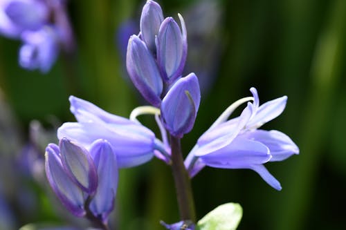 Free stock photo of bluebells, flowers, macro Stock Photo