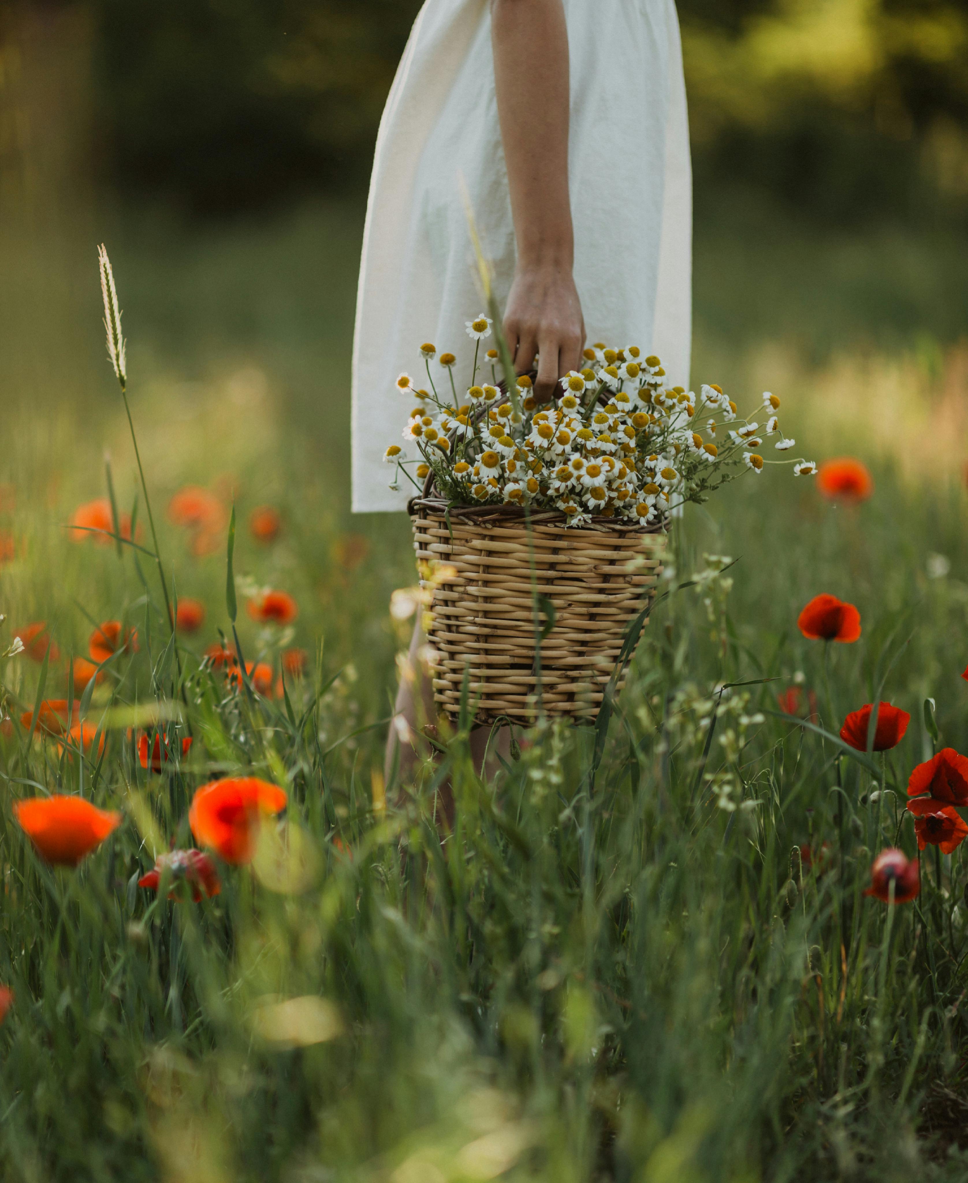A person in a field carrying a basket of chamomile surrounded by red poppies under daylight.