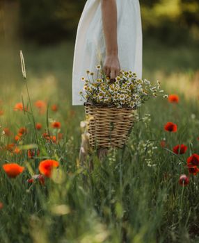 A person in a field carrying a basket of chamomile surrounded by red poppies under daylight.