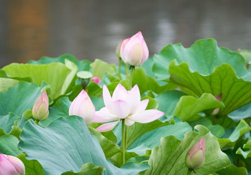 Kostenloses Stock Foto zu blätter, blumen, blütenblätter