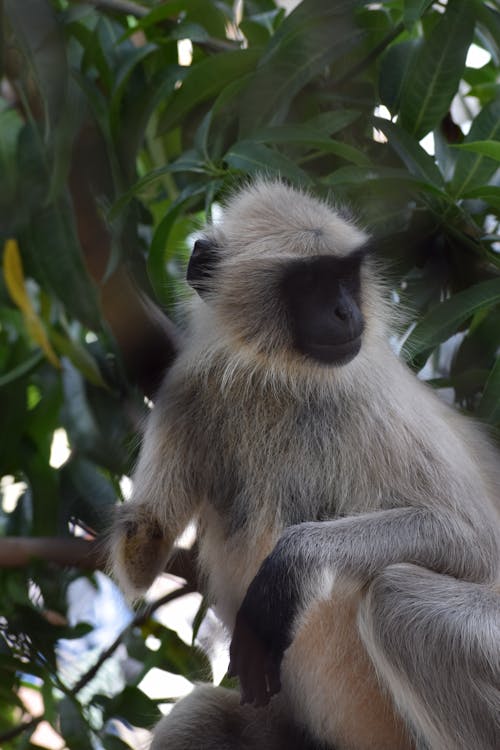 White and Gray Monkey on Tree Branch