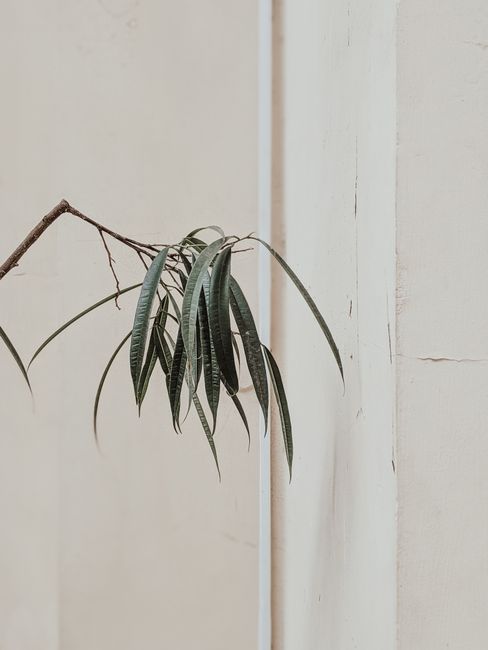 A minimalist composition featuring a branch with long leaves against a textured concrete wall.