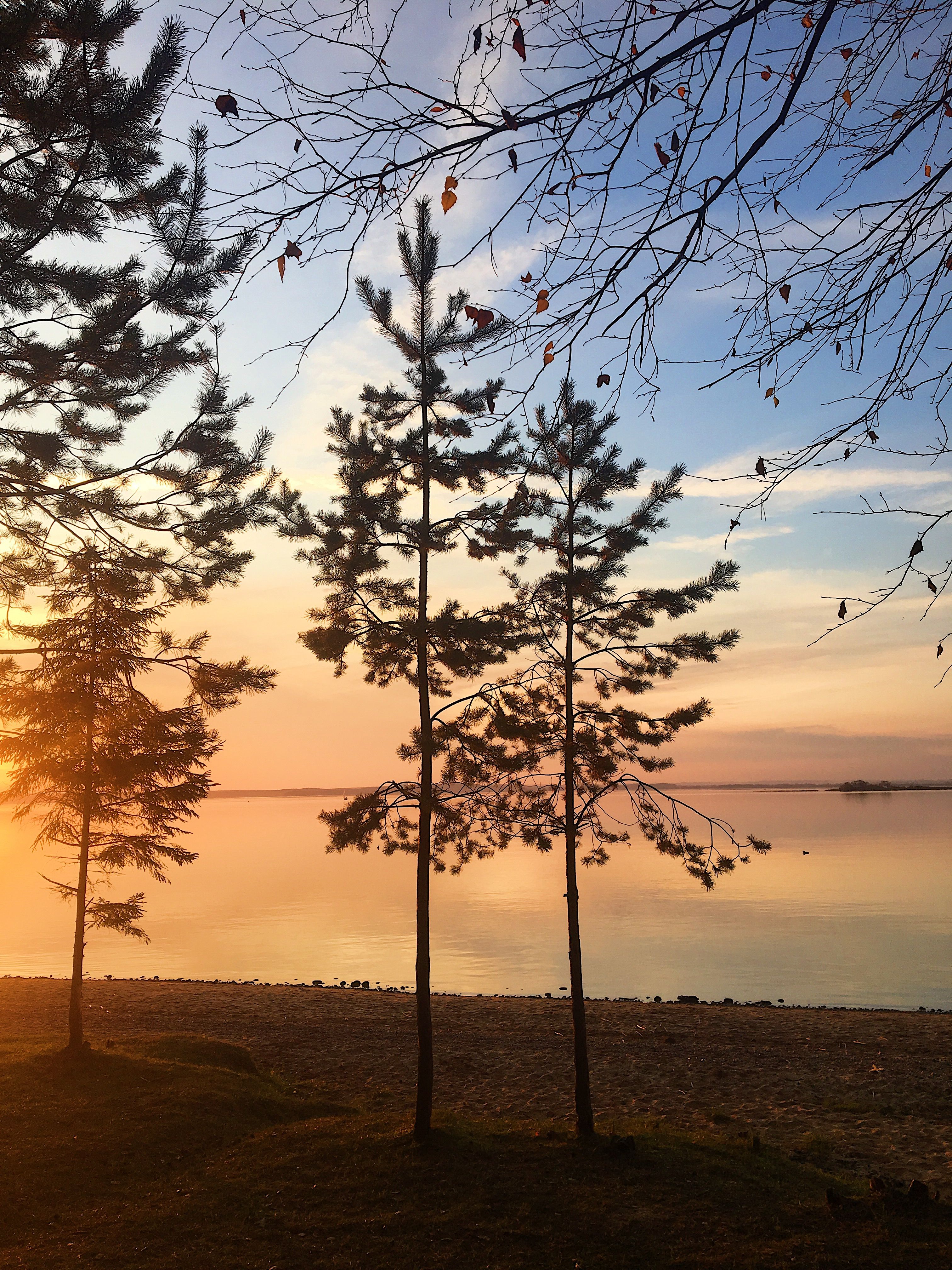 Silhouette of Trees beside Lake during Sunset · Free Stock Photo