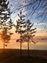 Green and Brown Tree during Sunset