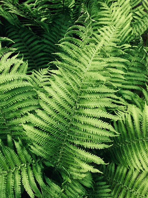 Green Fern Plant