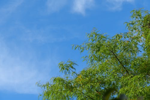 Free stock photo of beautiful nature, blue sky