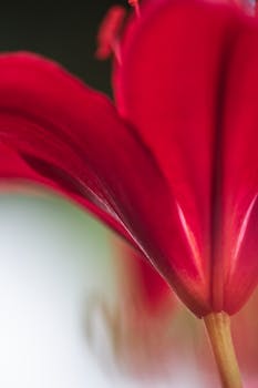 Macro shot of a vibrant red lily flower with delicate petals and a blurred background.