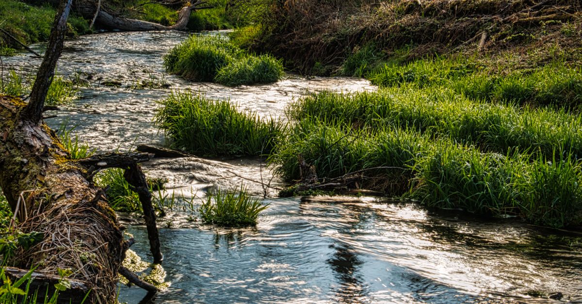 Serene creek flowing through lush greenery in Beaver, Minnesota, showcasing nature's beauty.