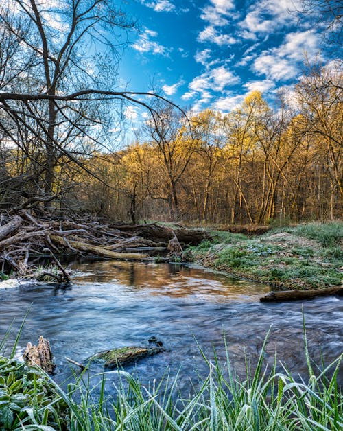 Základová fotografie zdarma na téma les, příroda, proud