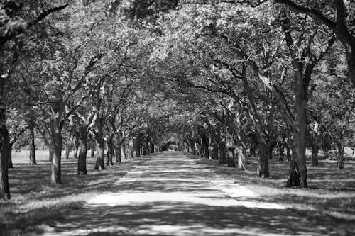 Free stock photo of road, shadows, trees