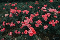 Pink Garden Roses in Bloom