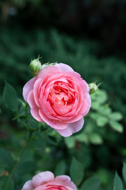 Close-Up Shot of a Pink Rose in Bloom · Free Stock Photo