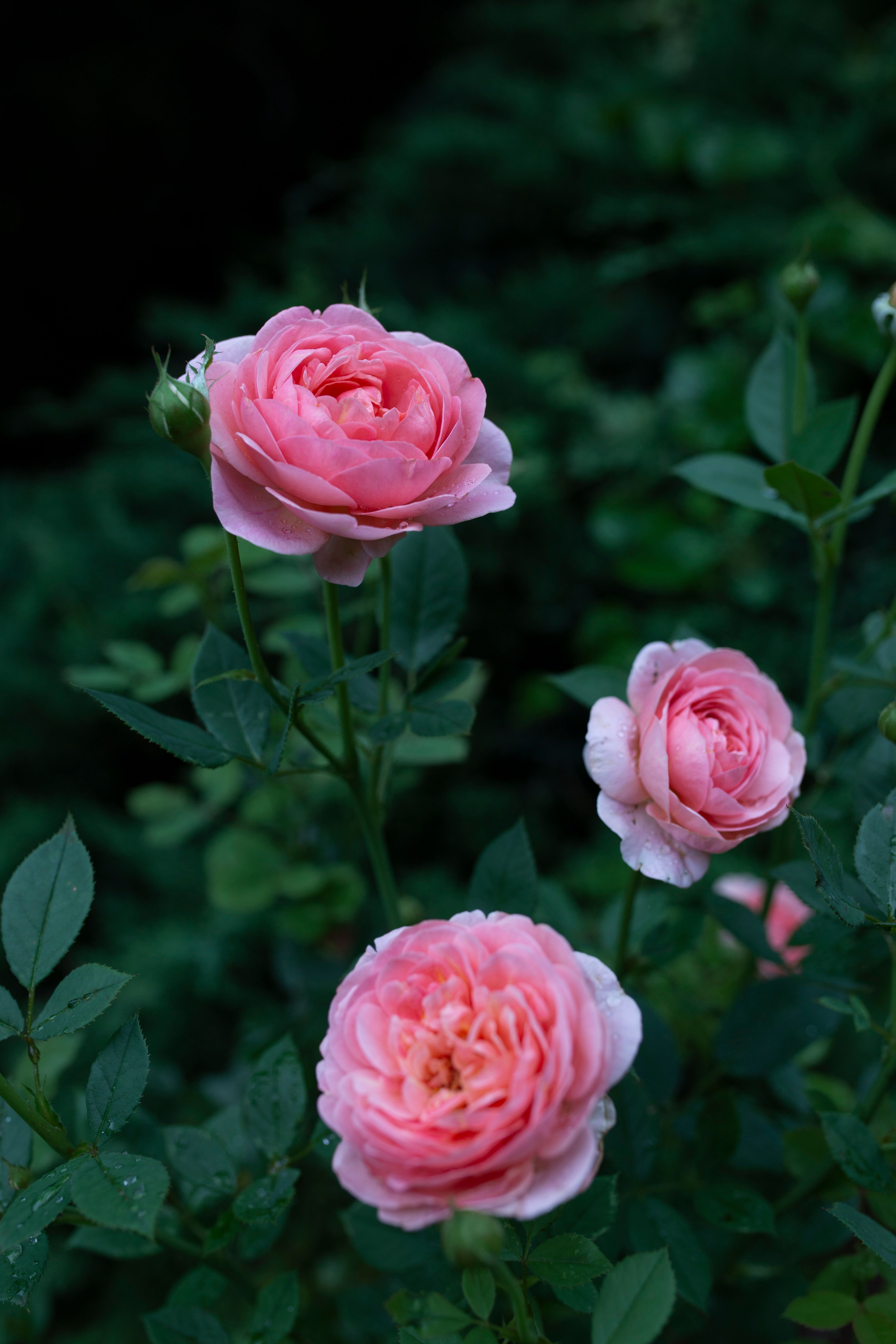 Pink Ranunculus Landscape Pink Ranunculus Flowers in Bloom Outdoors · Free Stock Photo