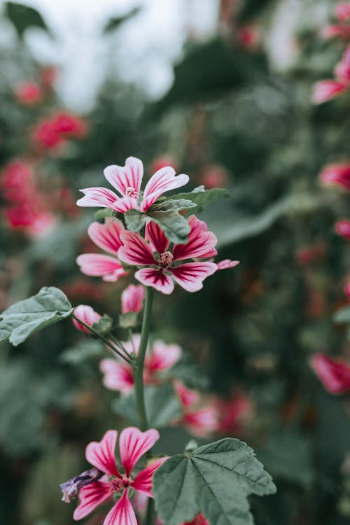 Foto d'estoc gratuïta de flora, florint, flors