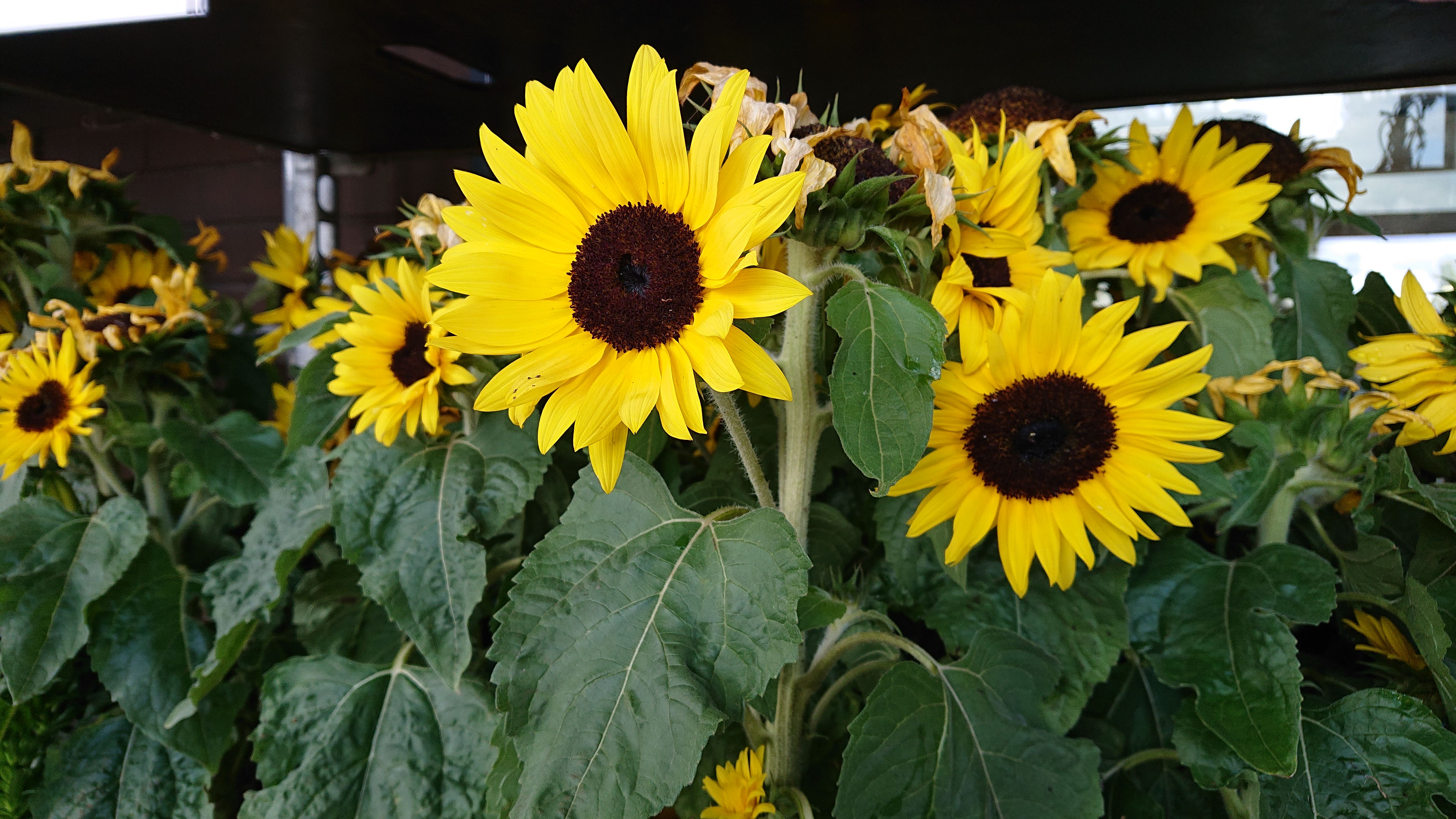 Girasoli luminosi per ambienti di lavoro